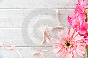 Gerbera pink Gladiolus flower spring summer and petal decorate on white wooden background