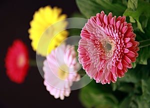 Gerbera plants photo