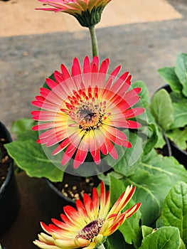 Gerbera Red flower