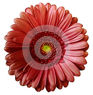 Gerbera red flower on white isolated background with clipping path. no shadows. Closeup. photo