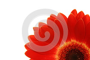 Gerbera red isolated on white