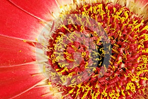 Gerbera red, macro