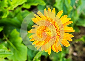 Gerbera in the royal flora chiangmai Thailand.