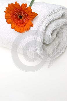 Gerbera Spa photo