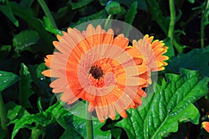 Gerbera, Transvaal daisy or Barberton daisy