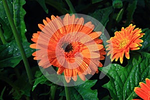 Gerbera, Transvaal daisy or Barberton daisy