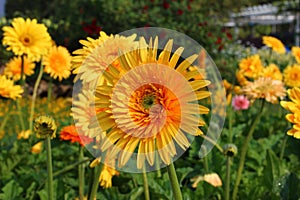 Gerbera, Transvaal daisy or Barberton daisy