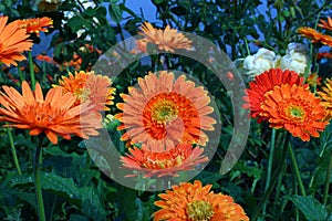 Gerbera, Transvaal daisy or Barberton daisy