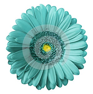 Gerbera turquoise flower on white isolated background with clipping path. no shadows. Closeup.