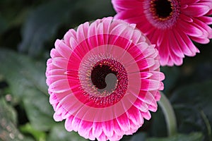 Gerbera type Nuance in a greenhouse in nieuwerkerk aan den ijssel in the Netherlands