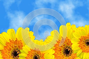 Gerbera under summer sky