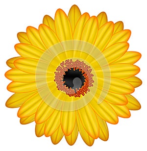 Gerbera vector