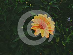 Gerbera in warm colours. Floral photography. Floral desktop background. Orange gerbera. Nature background. Darkgreen leaves. Orang