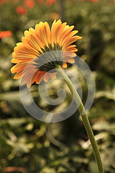 Gerbera in Yellow colours. Floral photography. Floral desktop background. Nature background. Darkgreen leaves