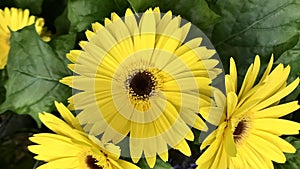 Gerbera, Yellow dark center plant.