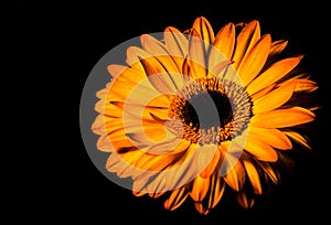 Gerbera