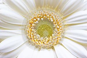 Gerbera Yellow White daisy Flower