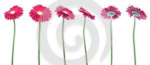Gerberas