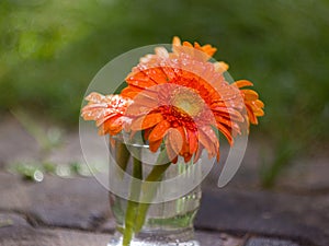 Gerberas