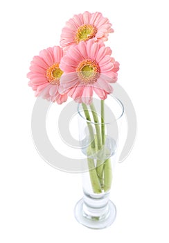Gerberas bouquet