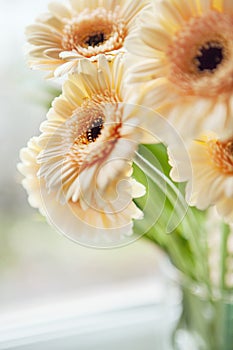 Gerberas bouquet close up image
