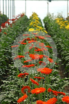 Gerberas in hothouse