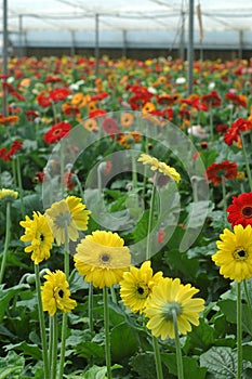 Gerberas in hothouse