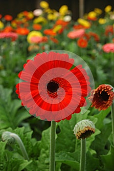 Gerberas in hothouse photo