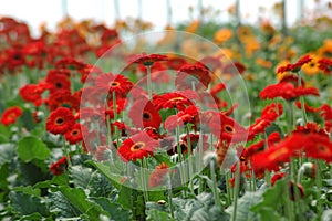 Gerberas in hothouse photo