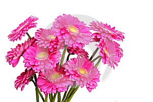 Gerberas on isolate white background