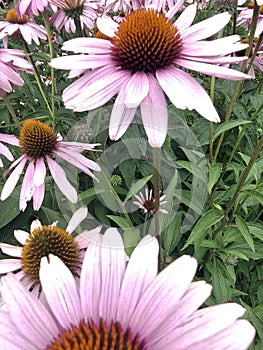 Gerberas in the park