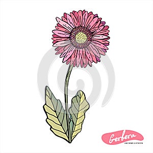 Gerberas of red, orange, pink, yellow isolated on a white background. Botanical vintage illustration. Vector isolated object. Set
