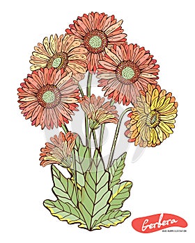 Gerberas of red, orange, pink, yellow isolated on a white background. Botanical vintage illustration. Vector isolated object. Set