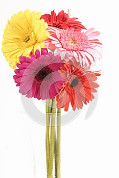 Gerberas in Vase photo