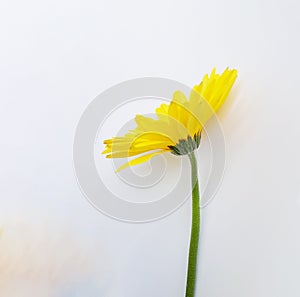 Gerberas yellow flower isoated in white background