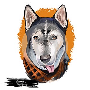 Gerberian Shepsky dog digital art illustration isolated on white