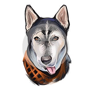 Gerberian Shepsky dog digital art illustration isolated on white