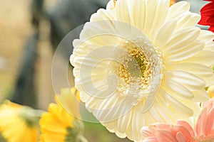 Gerbers the spring flowers close up from my garden