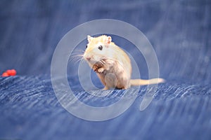 Gerbil