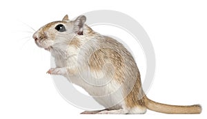 Gerbil, 2 months old, in front of white background