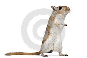 Gerbil, 2 months old, in front of white background photo