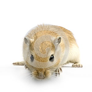 Gerbil photo