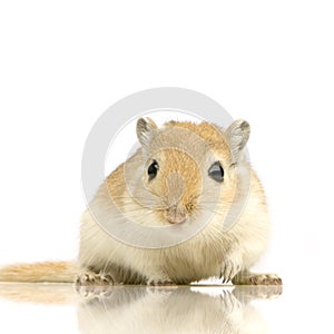 Gerbil photo