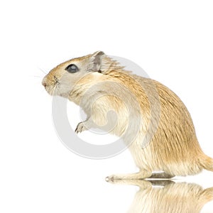 Gerbil photo