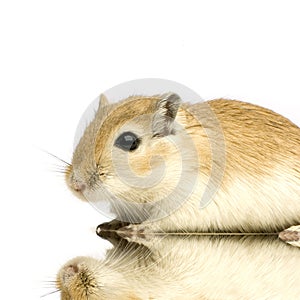 Gerbil