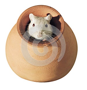 Gerbil