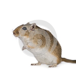Gerbil
