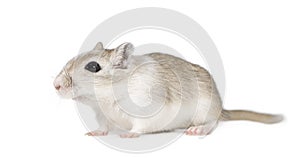 Gerbil