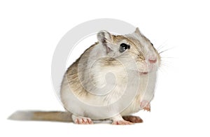 Gerbil