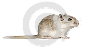 Gerbil